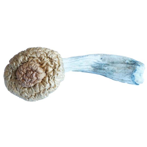 HEMPEARTH - A Guide To Over 49 Different Magic Mushroom Strains 44 HEMPEARTH Texas Yellow Caps