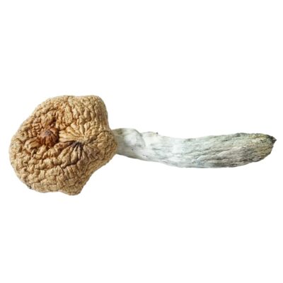 HEMPEARTH - A Guide To Over 49 Different Magic Mushroom Strains 41 HEMPEARTH Transkie 1
