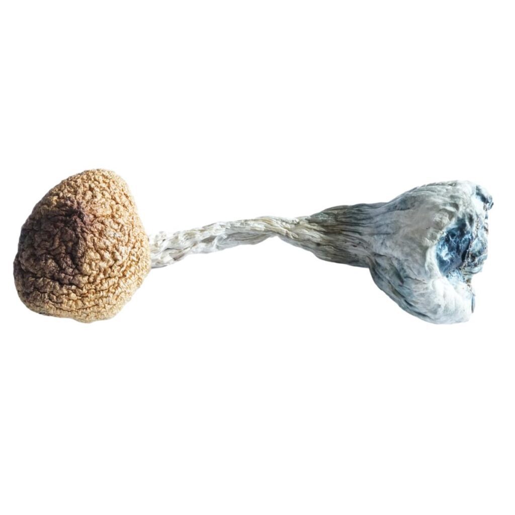 HEMPEARTH - A Guide To Over 49 Different Magic Mushroom Strains 50 HEMPEARTH Treasure Coast