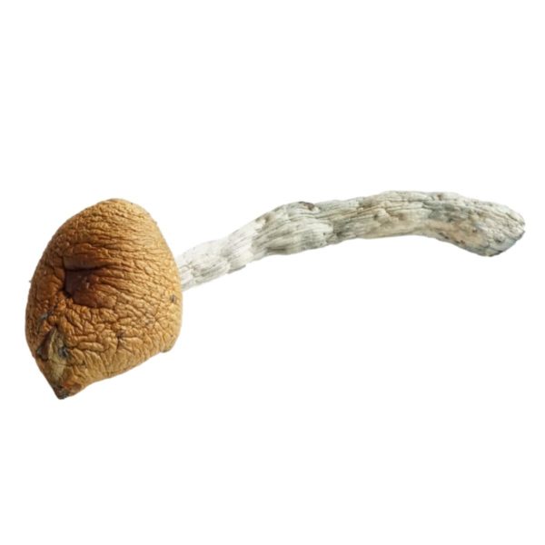 HEMPEARTH - A Guide To Over 49 Different Magic Mushroom Strains 23 HEMPEARTH Wollygong