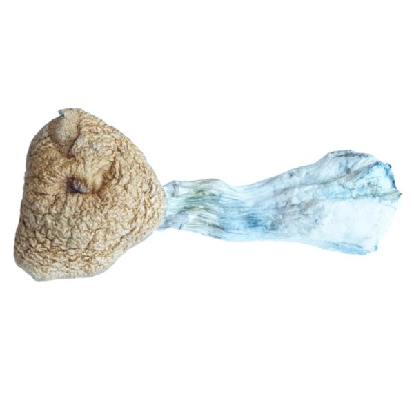 HEMPEARTH - A Guide To Over 49 Different Magic Mushroom Strains 51 HEMPEARTH Z Strain