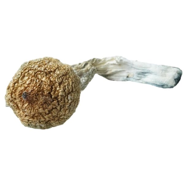 HEMPEARTH - A Guide To Over 49 Different Magic Mushroom Strains 39 Hempearth Pink Buffalo