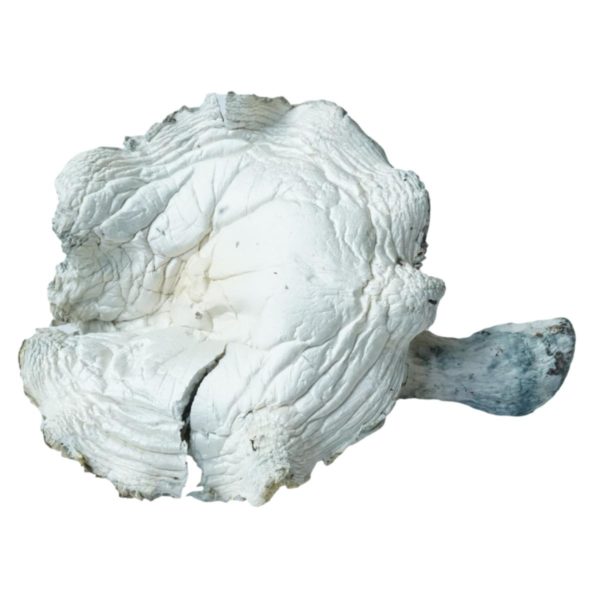 HEMPEARTH - A Guide To Over 49 Different Magic Mushroom Strains 48 great white monster mushrooms 2 600x600 1