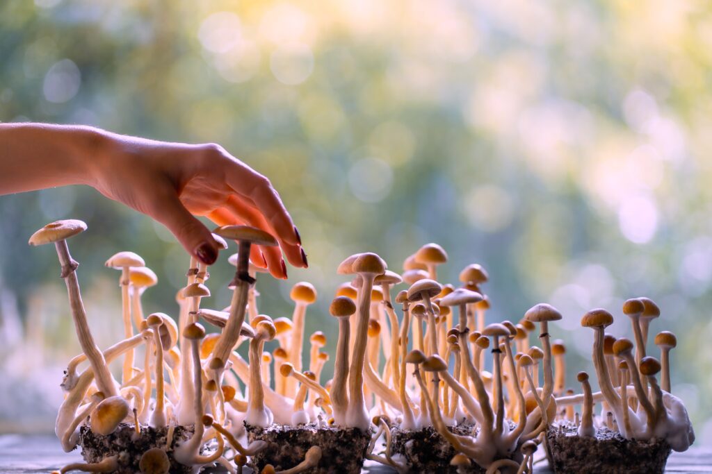 HEMPEARTH - The Benefits Of Microdosing Magic Mushrooms 3 666aa498a7a3a41544af2cc1 When Do Shrooms Kick In magic