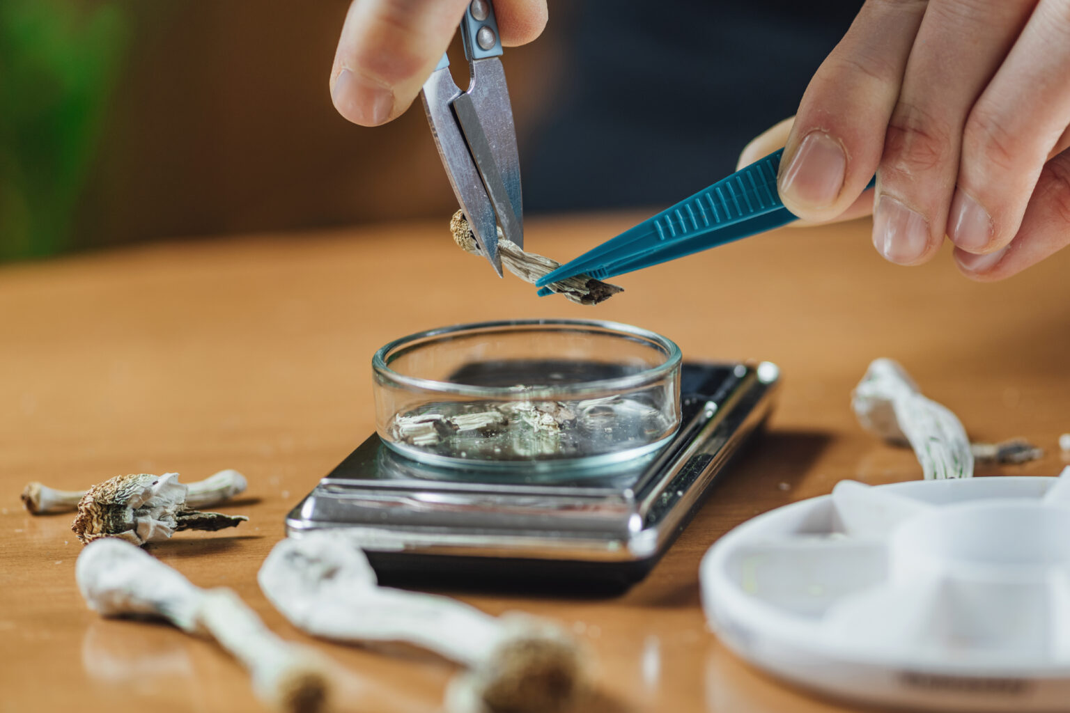 HEMPEARTH - The Benefits Of Microdosing Magic Mushrooms 4 AdobeStock 347728243 1536x1024 1