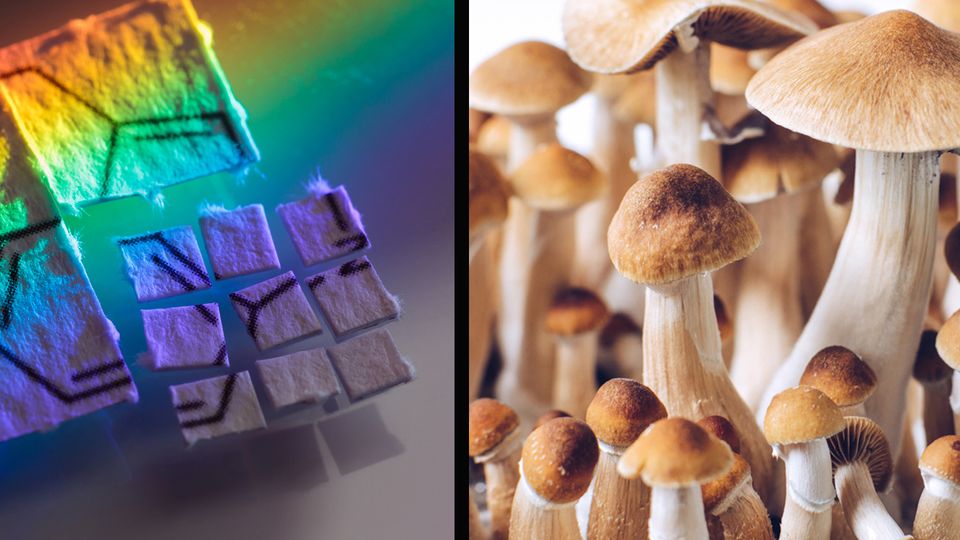 behind the scenes on the first study to compare the effects of lsd and psilocybin 361346 960x540 2