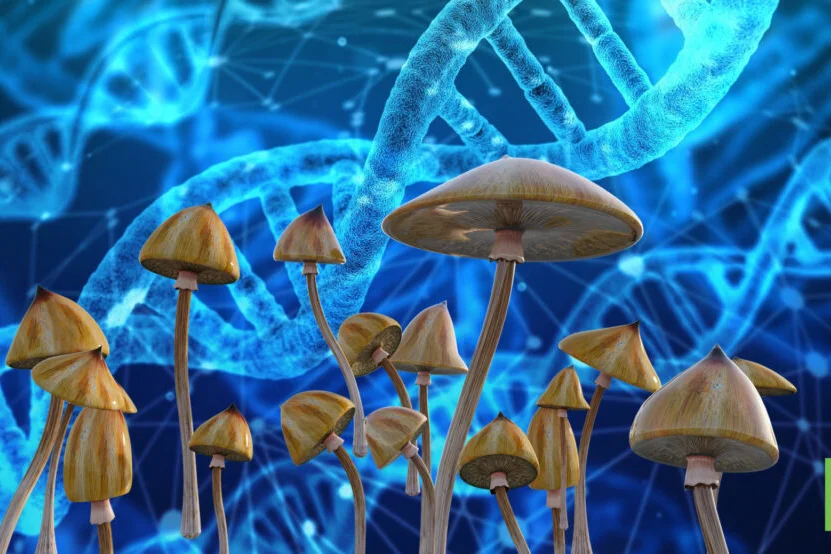 HEMPEARTH - What Happens During a Shroom Trip? 3 psychedelic chemistry geralt by