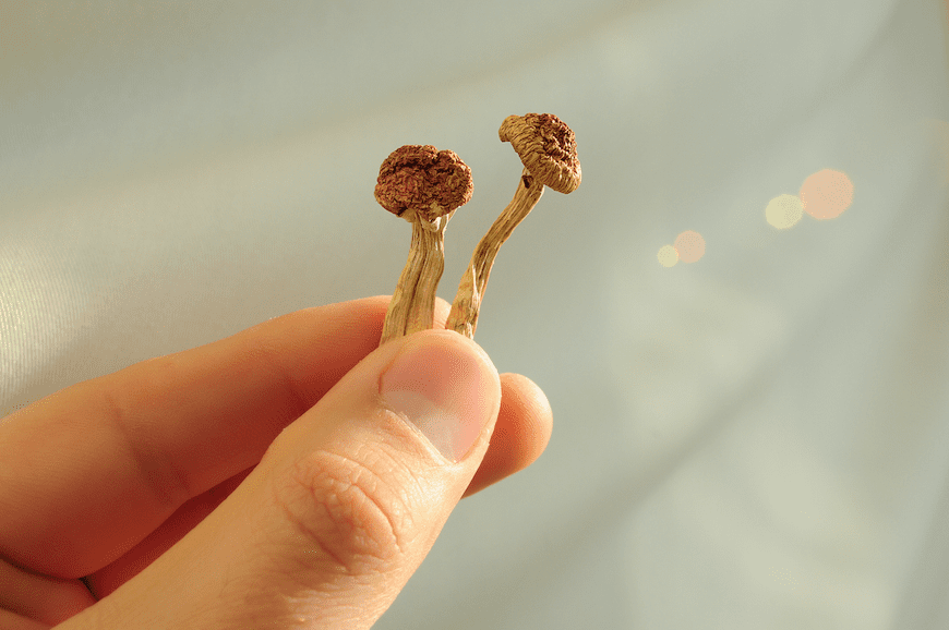 07 18 24 Psilocybin