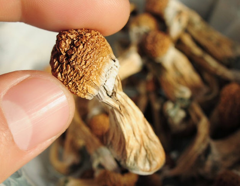 3743 cGam magicmushroomsathome