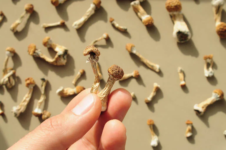HEMPEARTH - Golden Teacher Mushrooms: Why so popular? 4 1200 Shrooms 768x510 2