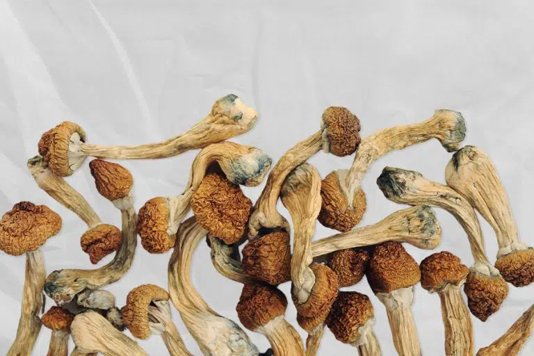 HEMPEARTH - Golden Teacher Mushrooms: Why so popular? 3 blue bruising mushrooms PRIMARY 768x512 2