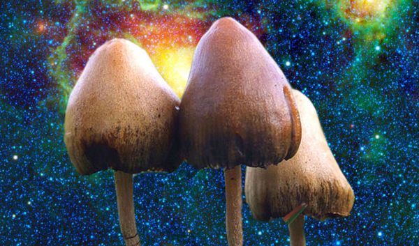 HEMPEARTH- How Magic Mushrooms Affect the 5 Senses 9 1f1508aa39a32edca4 mushrooms 1