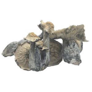 HEMPEARTH - Albino Lucid Gate Mushroom "NEW"