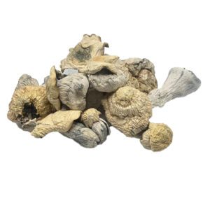 HEMPEARTH - Albino Penis Envy Mushroom "NEW:"