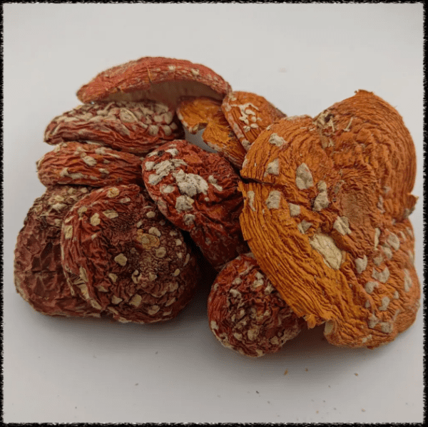 HEMPEARTH - Amanita Muscaria - Limited Time "NEW"