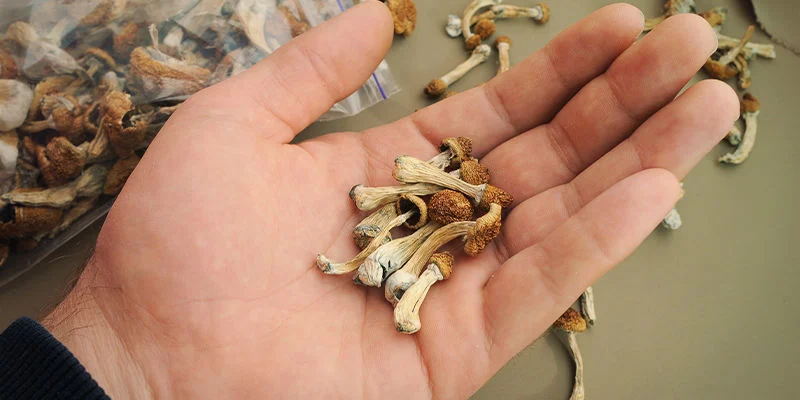 DIFFERENCES IN STRENGTH BETWEEN MAGIC MUSHROOMS1