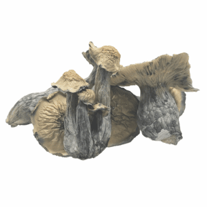 HEMPEARTH - Albino Lucid Gate Mushroom