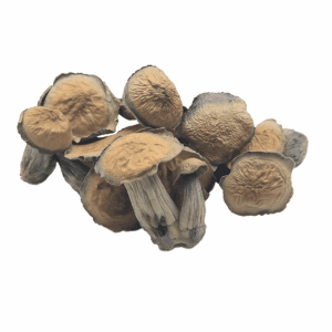 HEMPEARTH - Albino Makilla Gorilla