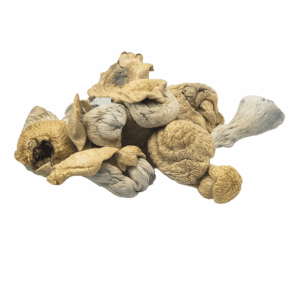 HEMPEARTH - Albino Penis Envy Mushroom