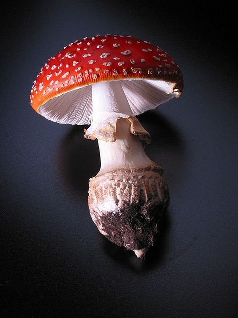 b4e836237d22f44983ed4bd9435c69b8