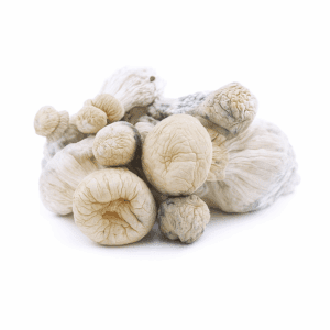 HEMPEARTH - Leucistic SV 13 (Premium)