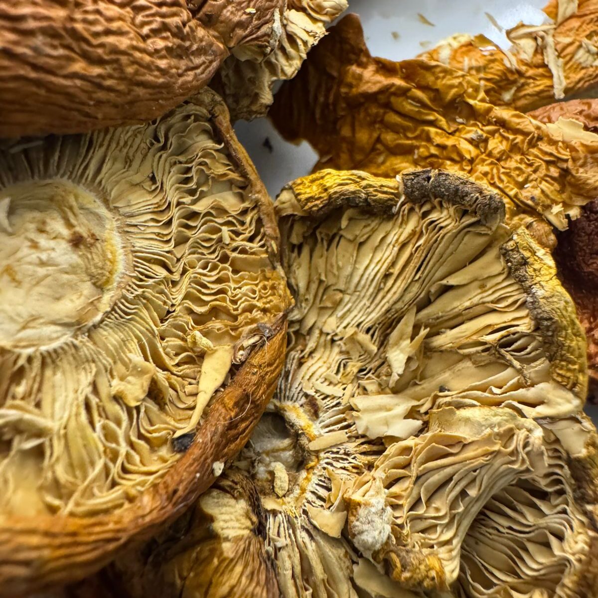 HEMPEARTH - The Benefits of Amanita Muscaria Magic Mushrooms 4 WhatsApp Image 2025 06 17 at 14.17.44 b9771598 edited