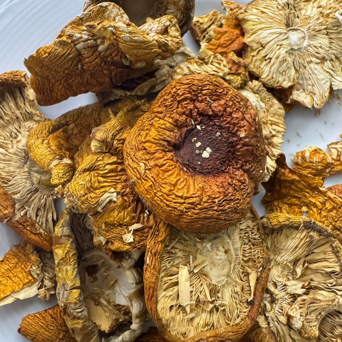 HEMPEARTH - The Benefits of Amanita Muscaria Magic Mushrooms 2 WhatsApp Image 2025 06 17 at 14.17.45 8a456ebb edited