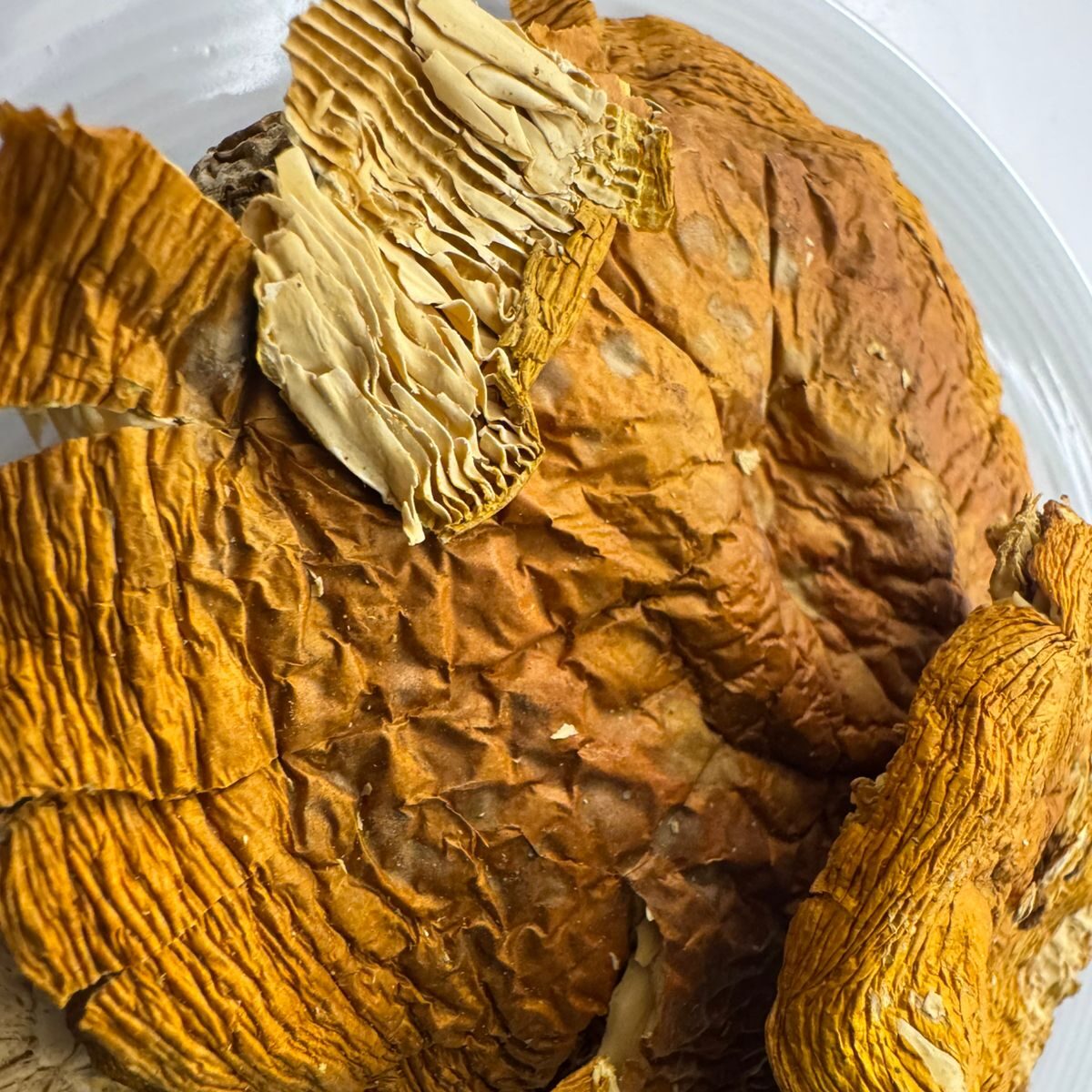 HEMPEARTH - The Benefits of Amanita Muscaria Magic Mushrooms 5 WhatsApp Image 2025 06 17 at 14.17.45 eb821f4b edited