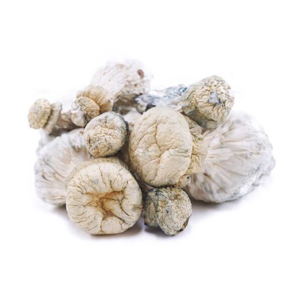 HEMPEARTH - Leucistic SV 13 (Premium)