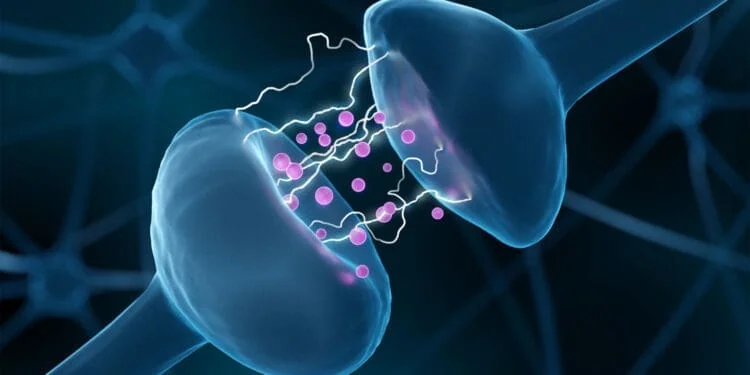 neurotransmitter crossing a synapse 750x375 1