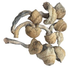 HEMPEARTH - Blue Ghost Mushroom "NEW"