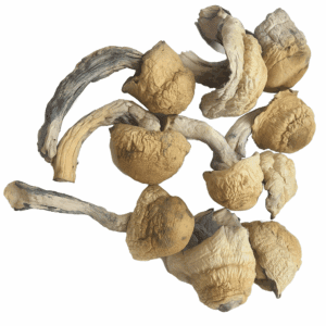 HEMPEARTH - Blue Ghost Mushroom "NEW"