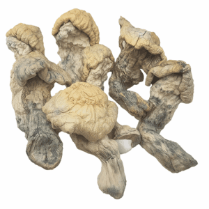 HEMPEARTH - Falcor Mushroom "NEW"