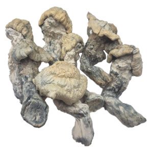 HEMPEARTH - Falcor Mushroom "NEW"