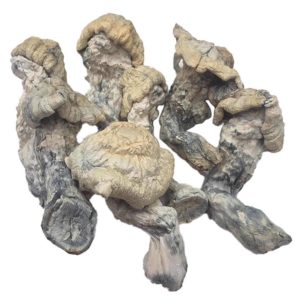 HEMPEARTH - Falcor Mushroom "NEW" 1 HEMPEARTH - Falcor Mushroom "NEW"